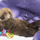 Illustration for article titled This is Way Too Fluffy Not to Share